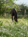 pension chevaux