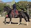 Franche montagne PP 6 ans 