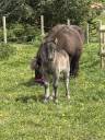 Poulinière shetland pp