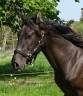 Poulain noir de 2 ans