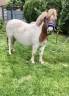 Belle ponette shetland pp français grand standard 