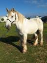 Cheval de trait
