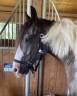 Irish cob