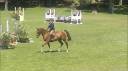 Cheval concours amateur 