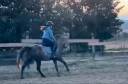 Cheval de 4ans à vendre 