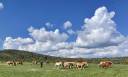 haflinger
