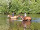 Pension chevaux