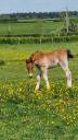 Poulain Demi-trait / Demi-Sang Arabe 2025  Arabo-Auxois