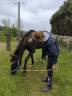 Cheval de loisirs, ancien trotteur de course,