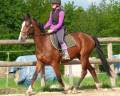Cheval Middle