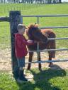 Propose Shetland au pair 