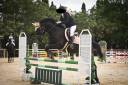Cheval polyvalent de 10 ans 
