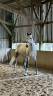vente cheval loisir