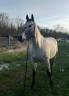 Cheval pour toute activité 