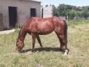 Jeune cheval