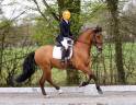 PRE 6 ans dressage/concours 