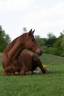 HONGRE OLDENBOURG 12ANS 