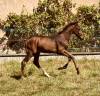 Poulain de sport 