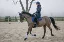 Demi Pension Cheval dressage 