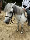 Poney B loisir / club onc