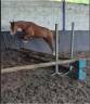 Ponette 2023 Welsh Part Bred SPORT