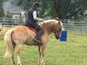 Hongre Haflinger 12 ans 150 cm