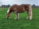 Donne jument Haflinger