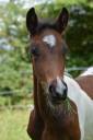 Mâle Welsh Part-Bred 