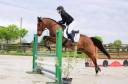 Hongre 8 ans pour CSO ( possible 110 - 120  )