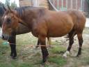 Cheval de randonnée