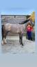 Ponette de sport 