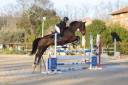 Cheval de sport
