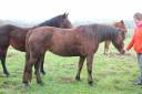ponette connamara pp 6 points pace