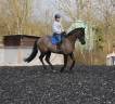Cheval 4 ans PRE x Hanovrien