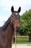 Magnifique jeune cheval polyvalent 