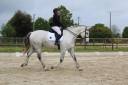 Super cheval polyvalent Hunter, dressage, CSO