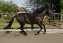 Cheval PRE noir 3 ans