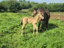 Poulain PP Lusitanien isabelle