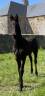 Poulain frison PP 