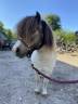 Male shetland 