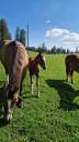 A placer pour cet automne le poulain FM Elios