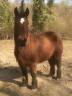 Magnifique jument de trait - ethologie et balades - 77