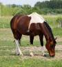 Cheval oc 2011