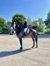 Top Cheval ps 5 ans 