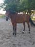 Cheval Hongre