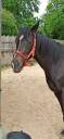 Cheval hongre AQPS 7 ans