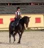 Jument orientée dressage