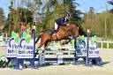Hongre SF 4 ans pour  CSO et CCE