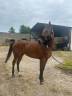 Cheval de loisir 4 ans 