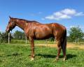 Hongre Anglo-Arabe 6 ans